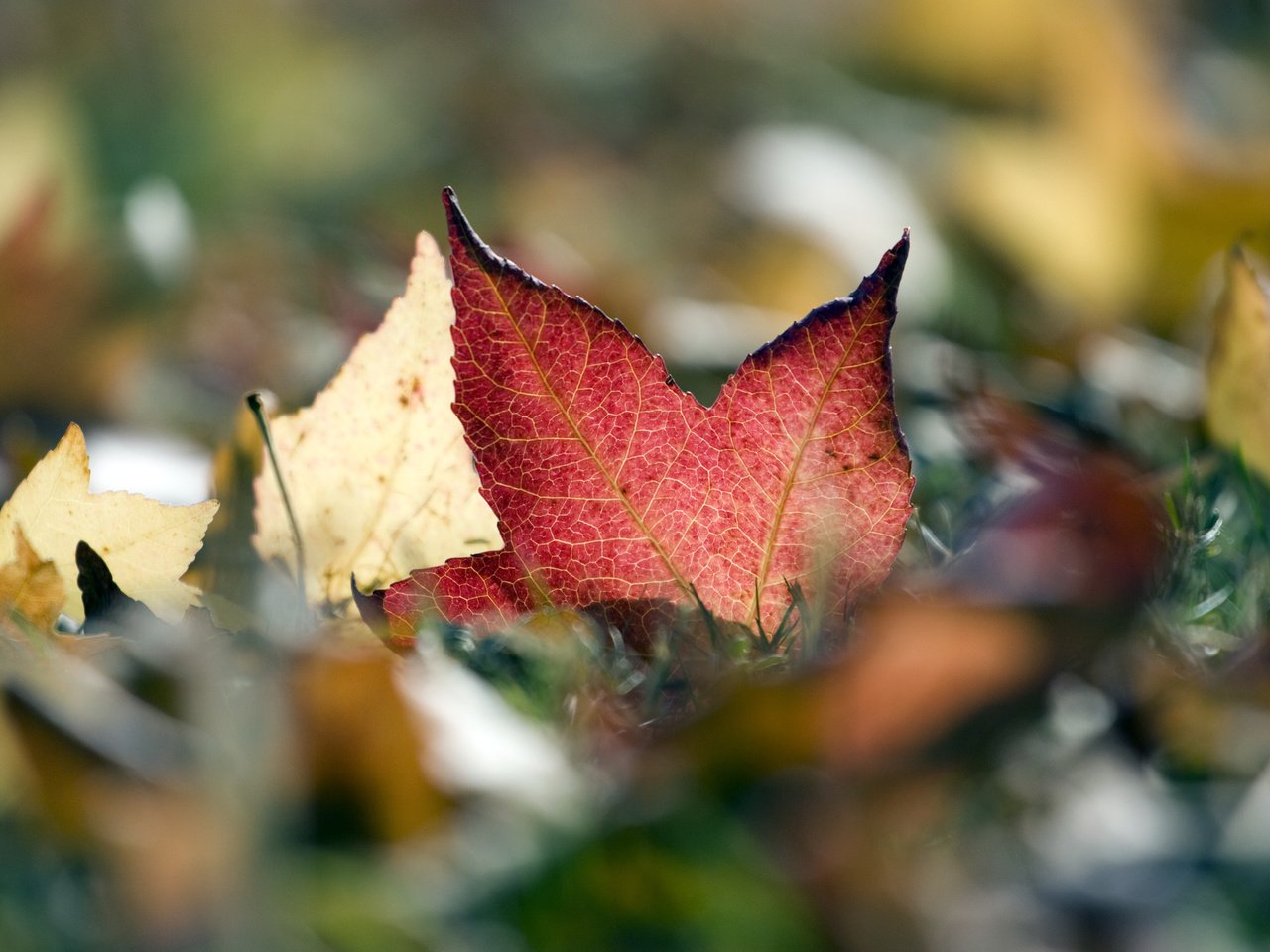 Обои природа, листья, макро, листва, осень, nature, leaves, macro, foliage, autumn разрешение 4064x2709 Загрузить