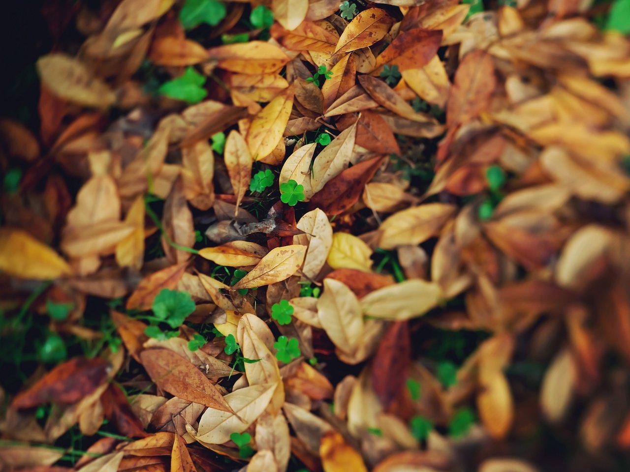 Обои природа, листья, макро, осень, желтые, nature, leaves, macro, autumn, yellow разрешение 2048x1365 Загрузить