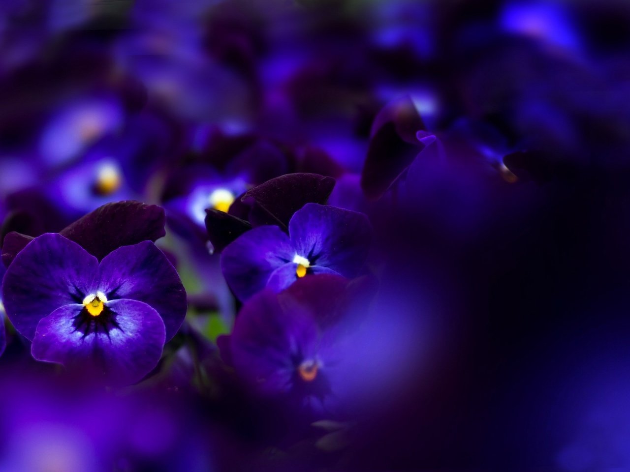 Обои цветы, макро, синие, анютины глазки, flowers, macro, blue, pansy разрешение 2560x1504 Загрузить