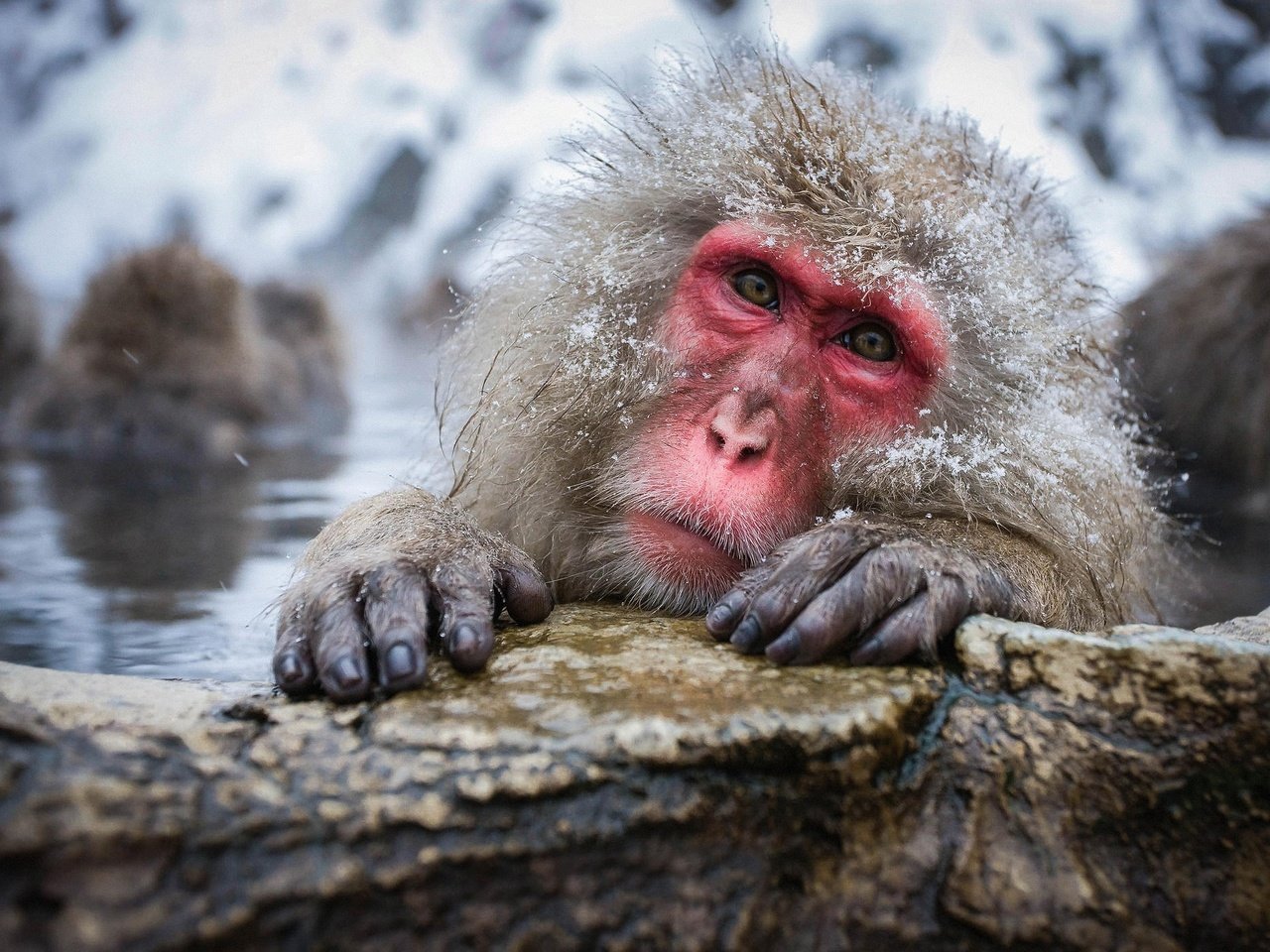 Обои вода, снег, природа, камень, обезьяна, обезьяны, японский макак, snow monkey, снежная обезьяна, water, snow, nature, stone, monkey, japanese macaques, a snow monkey разрешение 2048x1405 Загрузить