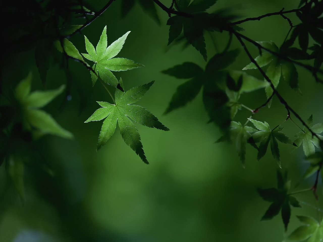 Обои листья, макро, ветки, листва, лето, зеленые, клен, leaves, macro, branches, foliage, summer, green, maple разрешение 2048x1365 Загрузить