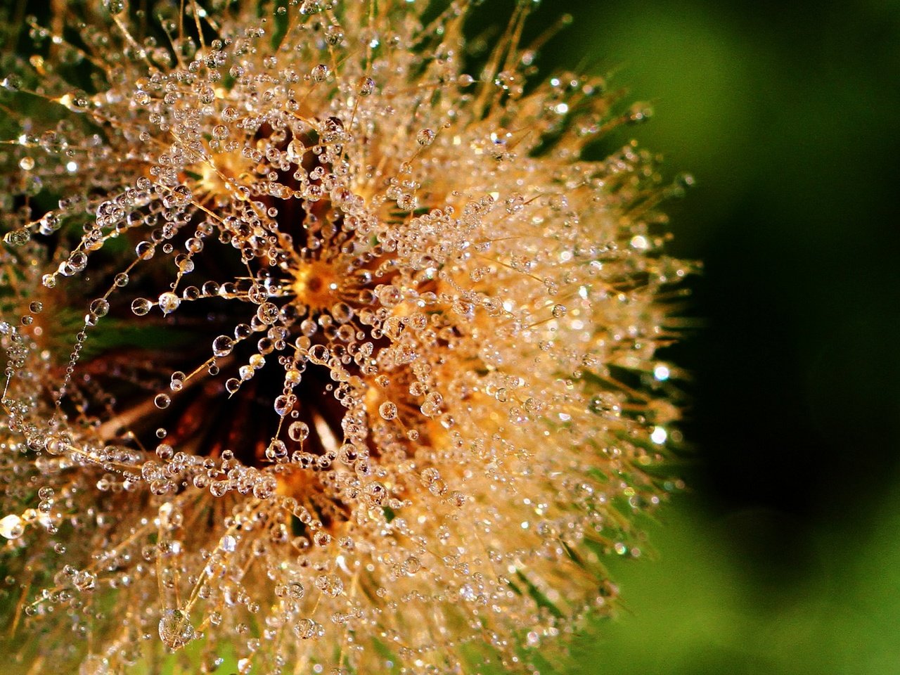 Обои макро, цветок, роса, капли, воды, одуванчик, пушинки, lorraine, росинки, dewdrops, macro, flower, rosa, drops, water, dandelion, fuzzes разрешение 1920x1476 Загрузить