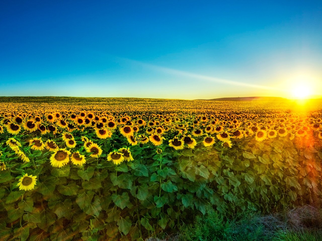 Обои небо, солнце, утро, поле, лето, подсолнухи, синее, the sky, the sun, morning, field, summer, sunflowers, blue разрешение 2212x1365 Загрузить