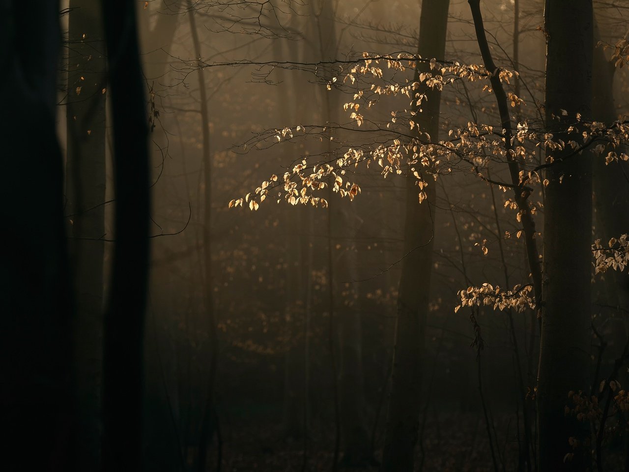 Обои деревья, лес, ветки, солнечный свет, trees, forest, branches, sunlight разрешение 2048x1365 Загрузить