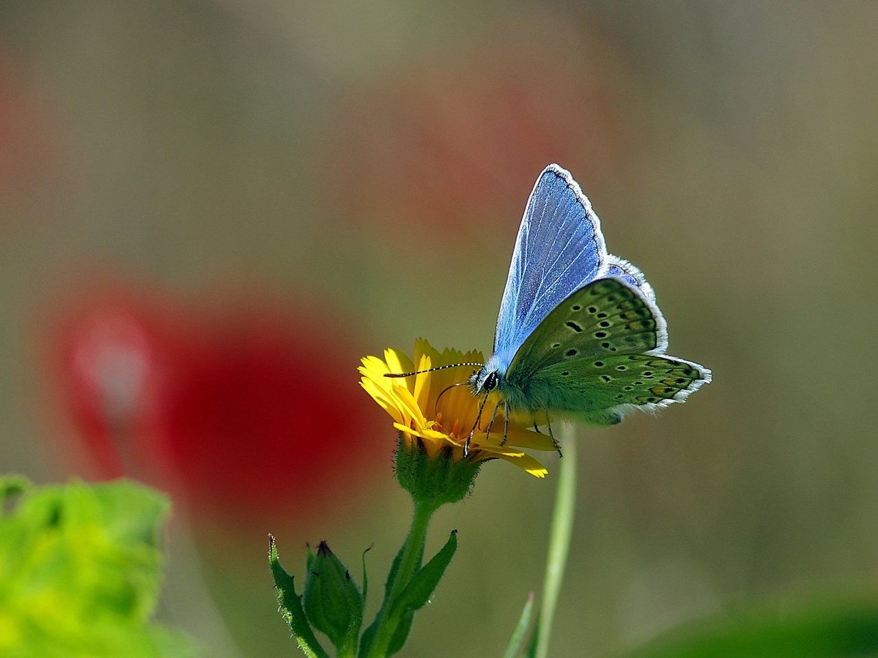 Обои желтый, макро, насекомое, цветок, бабочка, нектар, ziva & amir, yellow, macro, insect, flower, butterfly, nectar разрешение 2069x1503 Загрузить