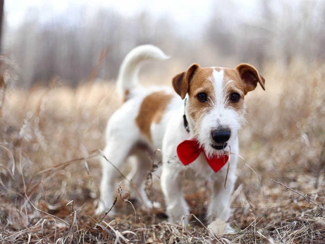 Обои природа, взгляд, собака, джек-рассел-терьер, nature, look, dog, jack russell terrier разрешение 2048x1365 Загрузить