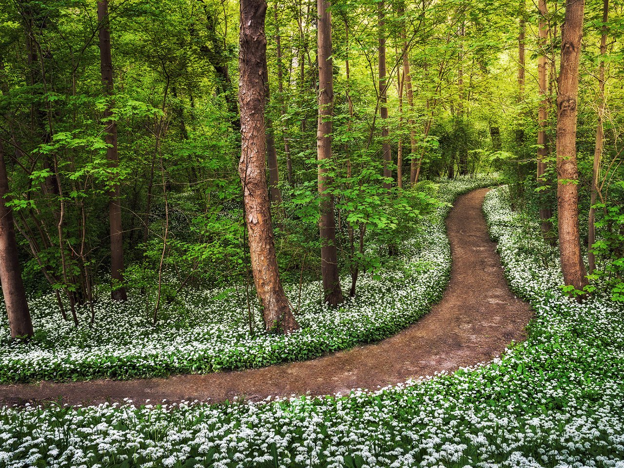 Обои дорога, цветы, деревья, лес, road, flowers, trees, forest разрешение 1920x1080 Загрузить