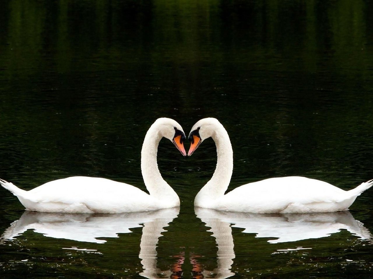 Обои лебеди, вода, вместе, озеро, белые лебеди, отражение, сердце, птицы, любовь, романтично, два, swans, water, together, lake, white swans, reflection, heart, birds, love, romantic, two разрешение 1920x1080 Загрузить