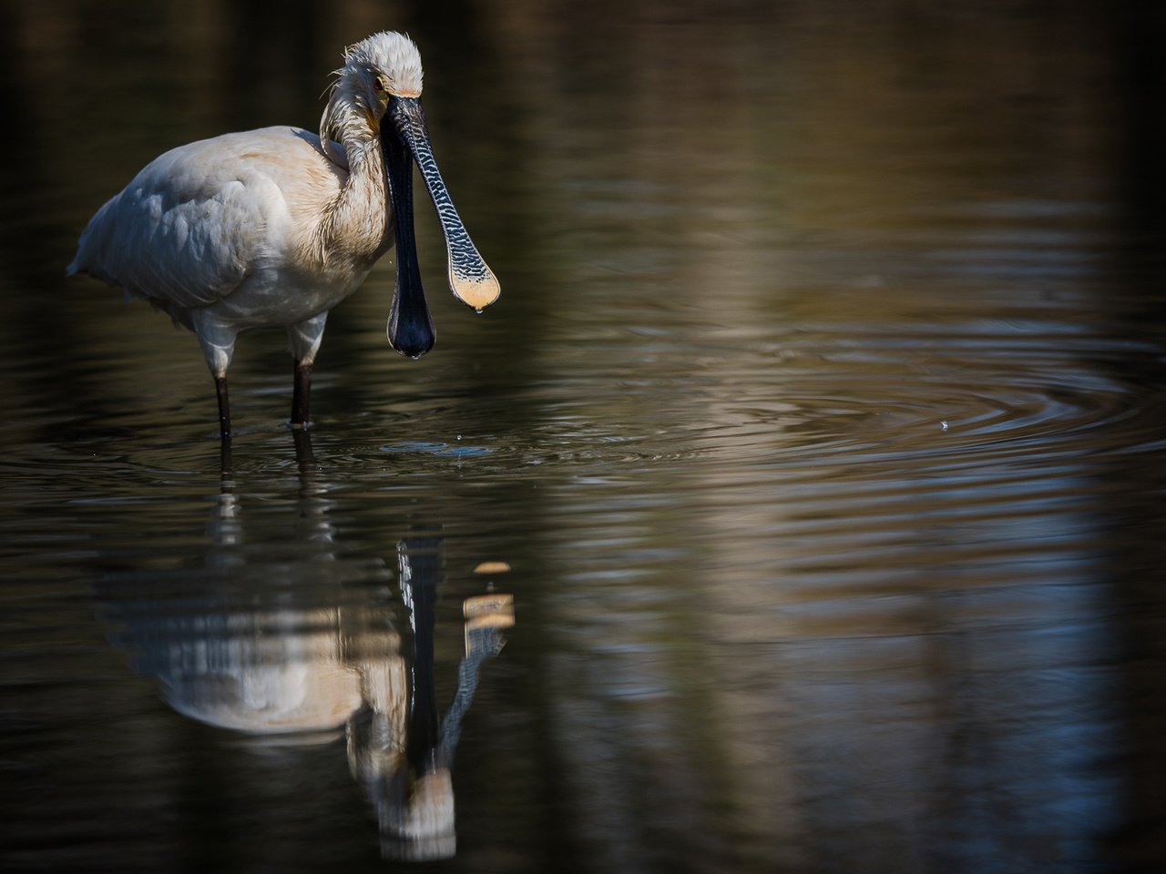 Обои вода, отражение, птица, клюв, белая, колпица, water, reflection, bird, beak, white, spoonbill разрешение 1980x1114 Загрузить