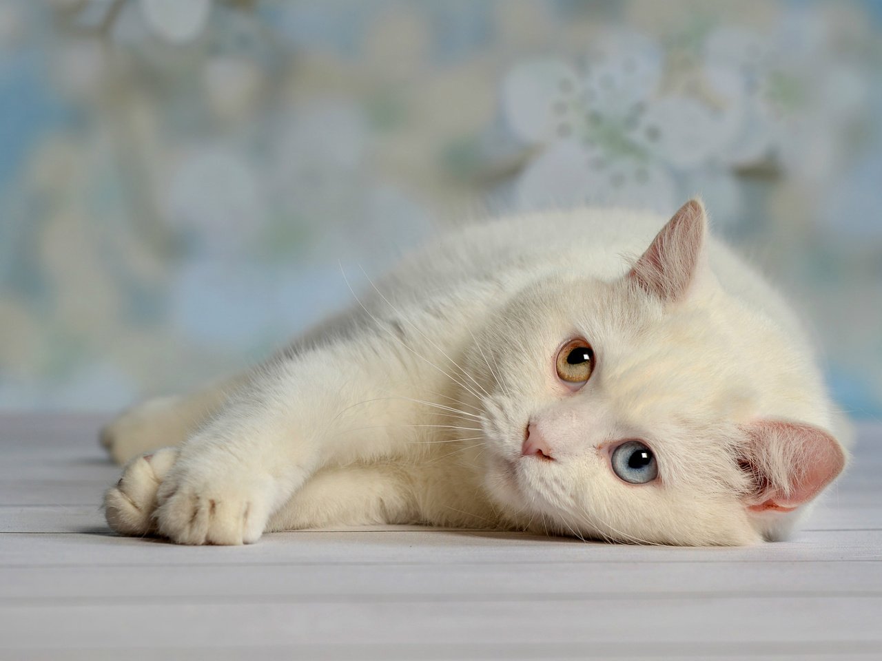 Обои глаза, кот, белый, отдых, лень, eyes, cat, white, stay, laziness разрешение 1920x1167 Загрузить