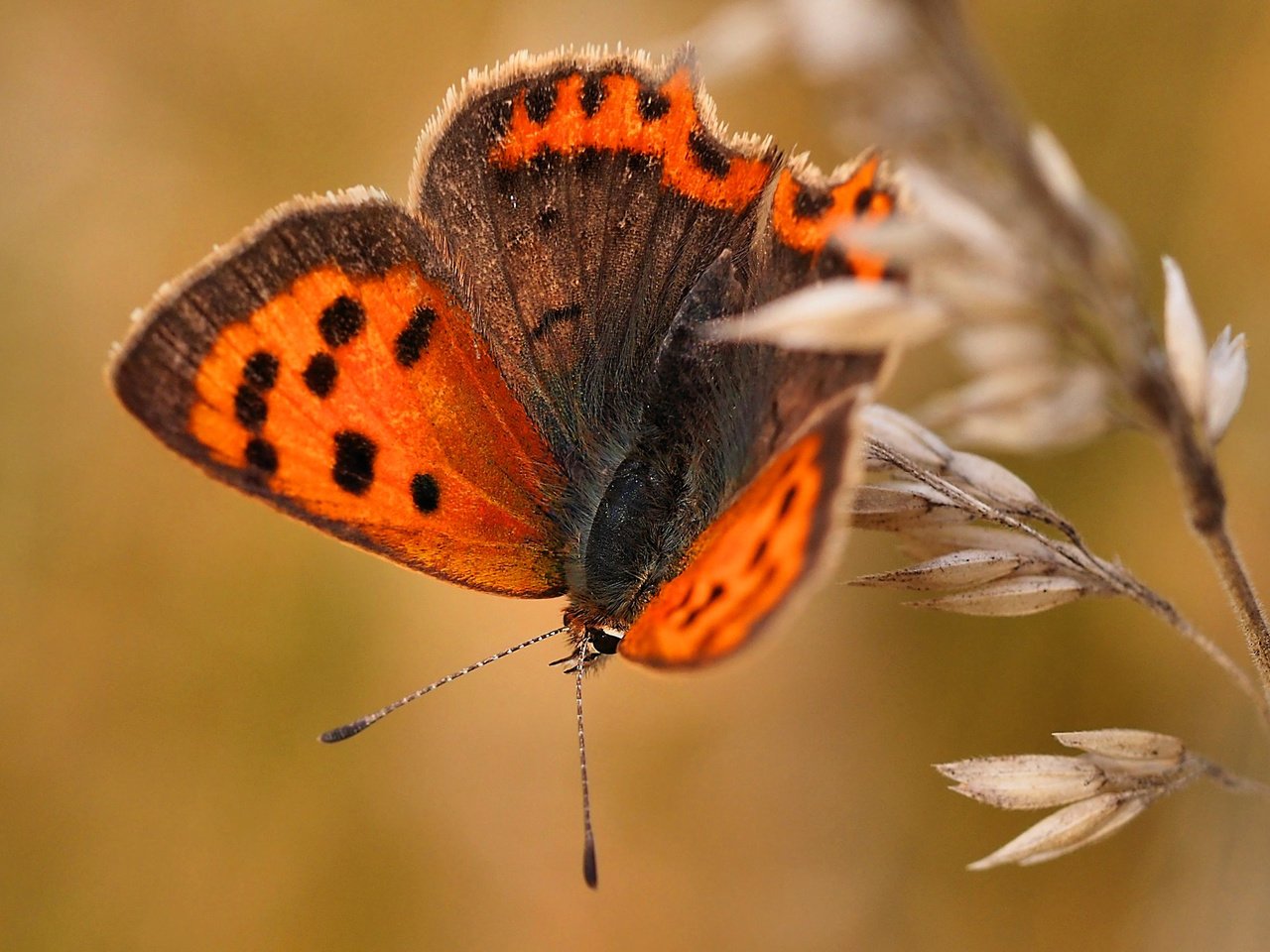 Обои макро, насекомое, бабочка, крылья, растение, macro, insect, butterfly, wings, plant разрешение 2560x1539 Загрузить