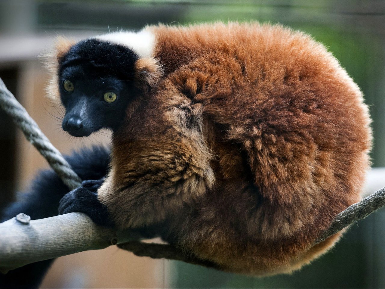 Обои сша, лемур, примат, иллиноис, рыжий вари, вари, red ruffed lemur, miller park zoo, bloomington, usa, lemur, the primacy of, illinois, red vari разрешение 2038x1351 Загрузить