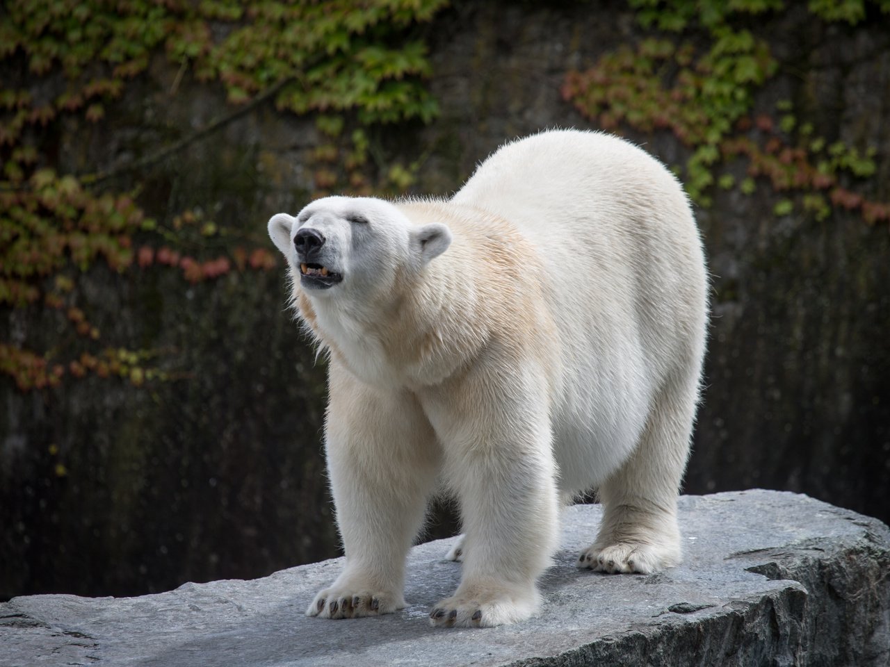 Обои медведь, камень, белый медведь, bear, stone, polar bear разрешение 5184x3456 Загрузить