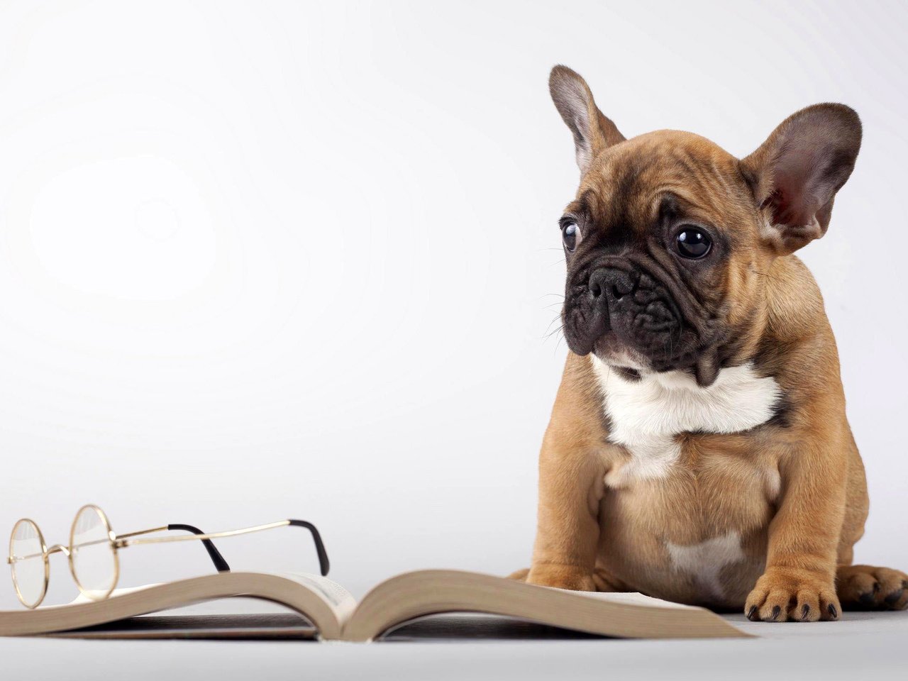 Обои мордочка, очки, собака, щенок, книга, лапки, мопс, muzzle, glasses, dog, puppy, book, legs, pug разрешение 2560x1600 Загрузить