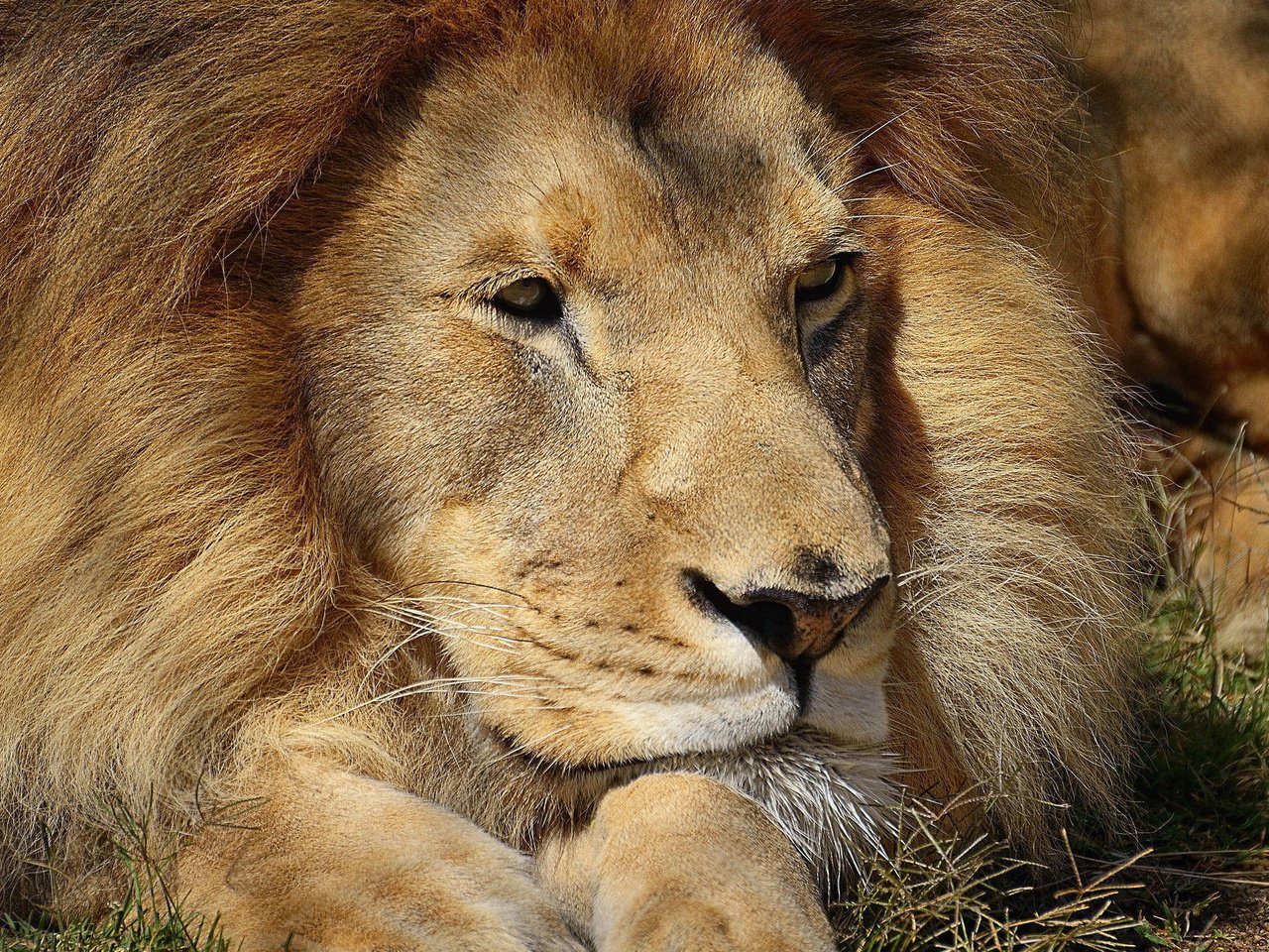 Обои африка, хищник, красивый, лев, грива, львёнок, africa, predator, beautiful, leo, mane, lion разрешение 1920x1200 Загрузить