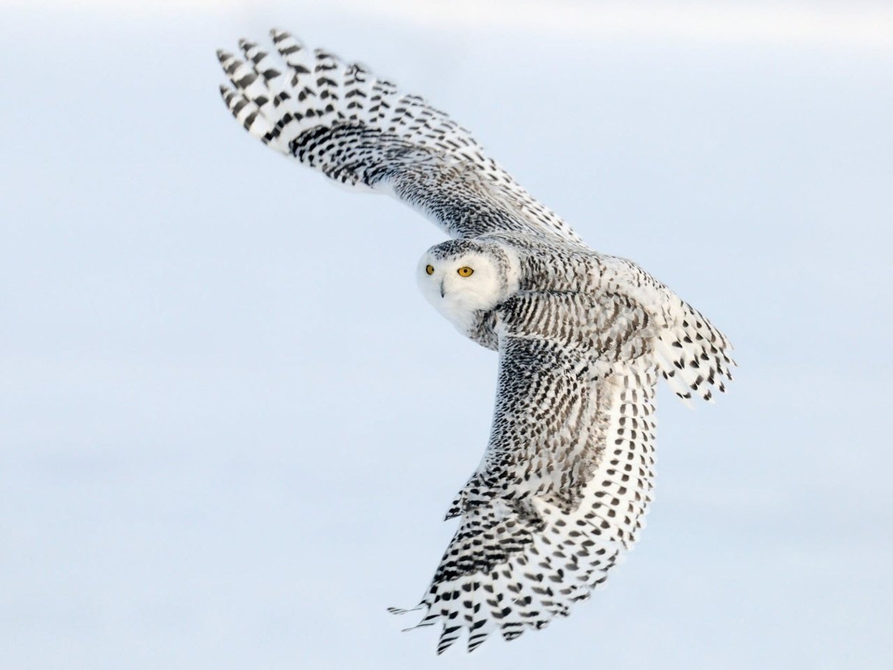 Обои сова, полет, крылья, птица, полярная сова, белая сова, owl, flight, wings, bird, snowy owl, white owl разрешение 1920x1200 Загрузить