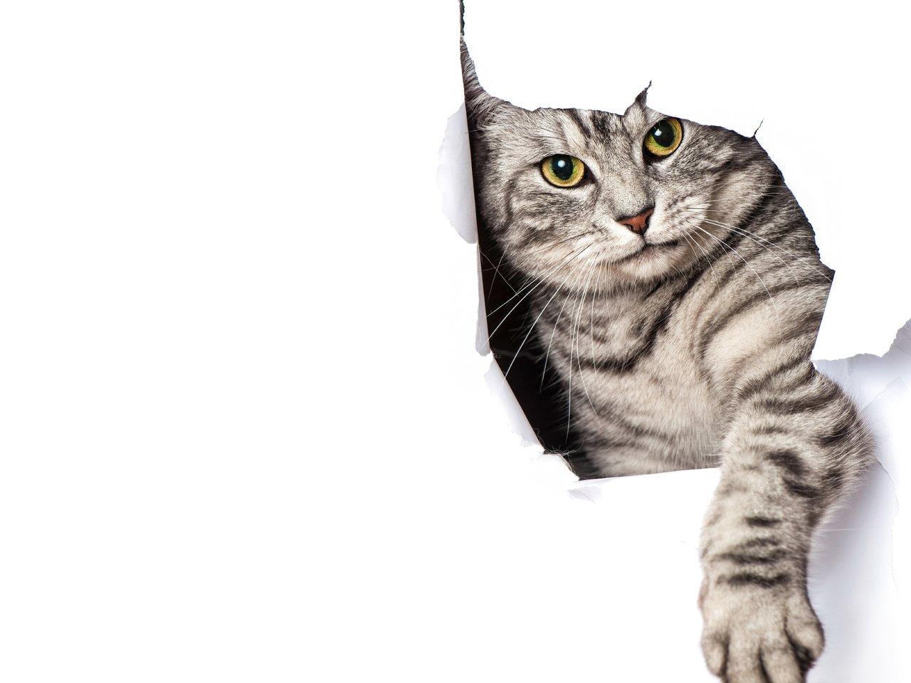 Обои кот, кошка, бумага, серый, белый фон, лапа, полосатый, cat, paper, grey, white background, paw, striped разрешение 6000x4975 Загрузить