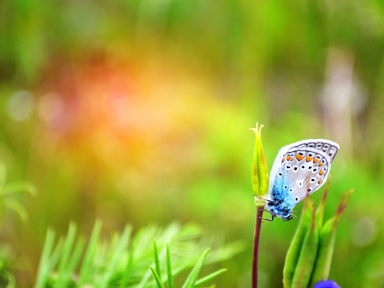 Обои макро, насекомое, бабочка, растение, macro, insect, butterfly, plant разрешение 4928x3264 Загрузить