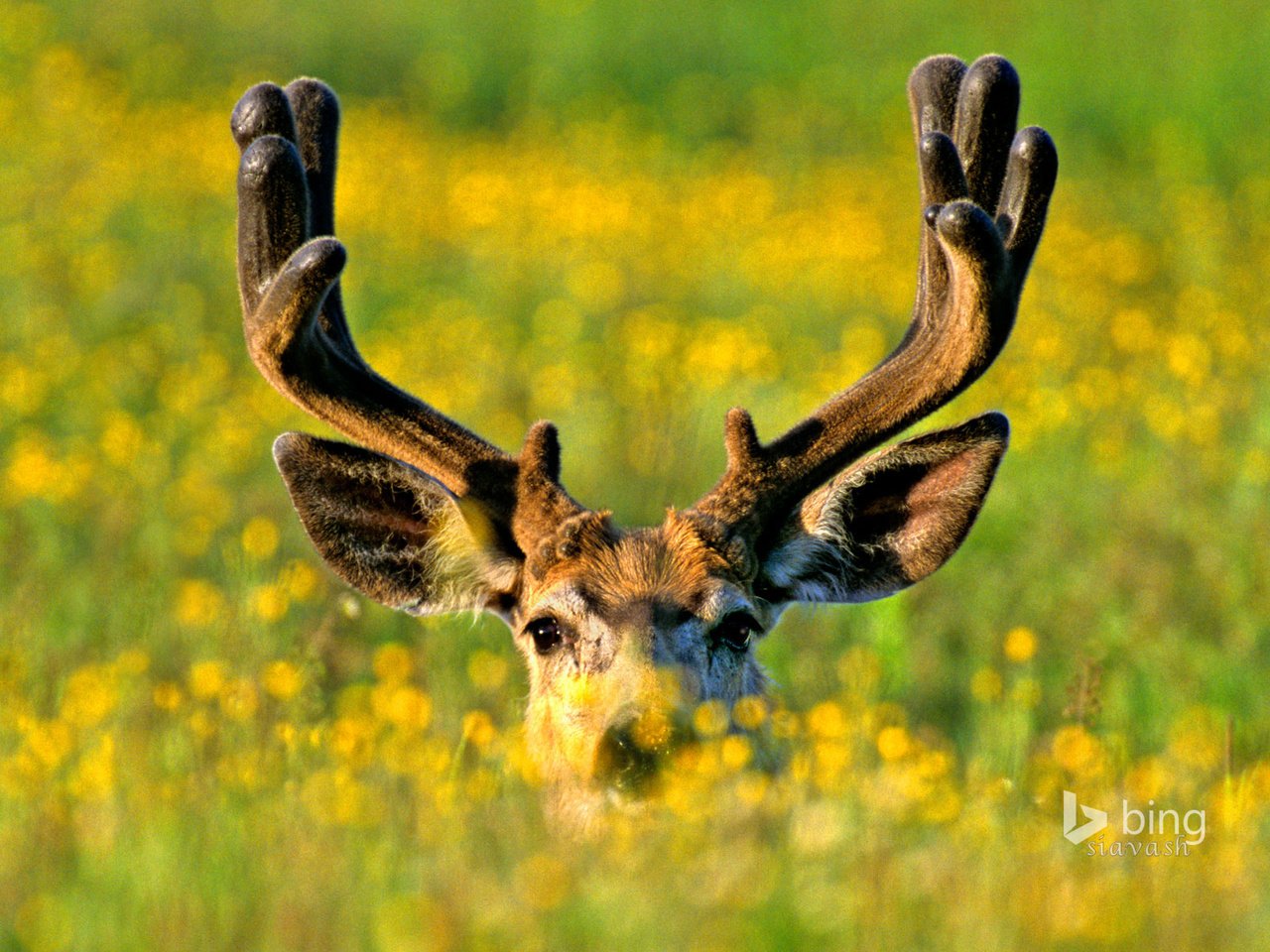 Обои цветы, трава, олень, луг, рога, flowers, grass, deer, meadow, horns разрешение 1920x1200 Загрузить