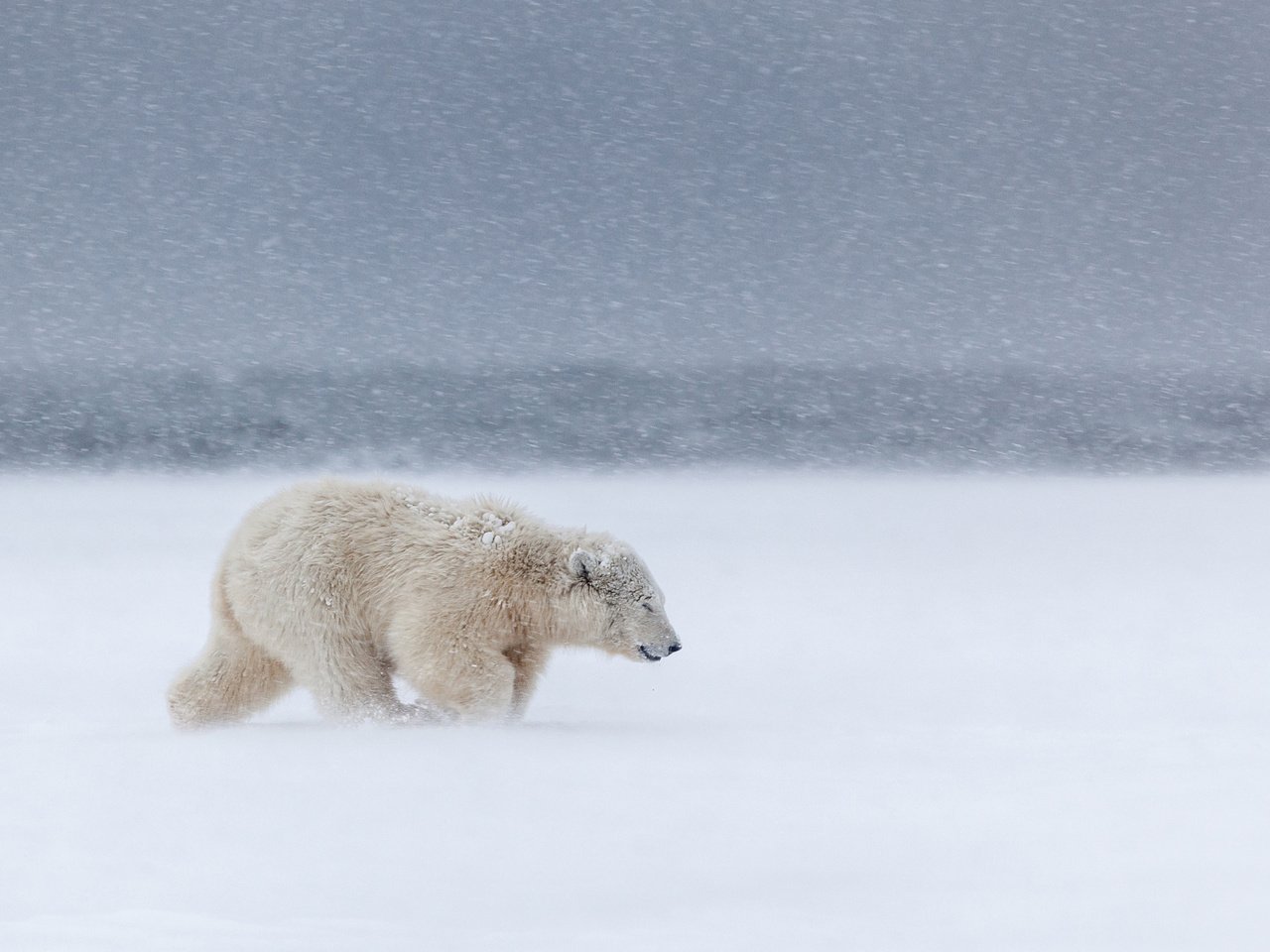 Обои снег, медведь, ветер, метель, белый медведь, snow, bear, the wind, blizzard, polar bear разрешение 2048x1365 Загрузить