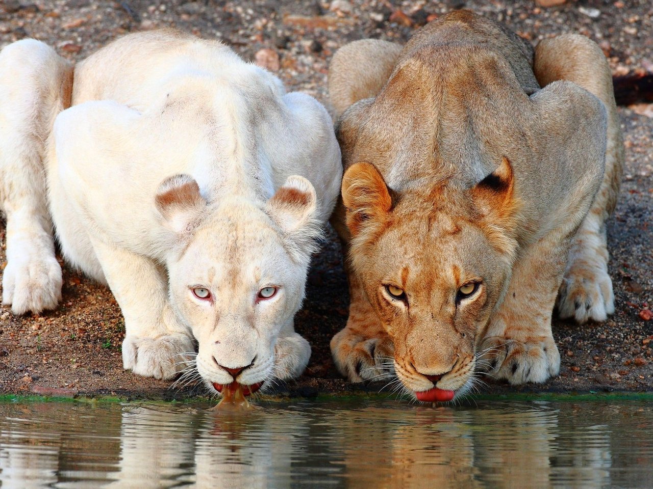 Обои львы, коричневая, белая, водопой, львицы, lions, brown, white, drink, lioness разрешение 1920x1080 Загрузить