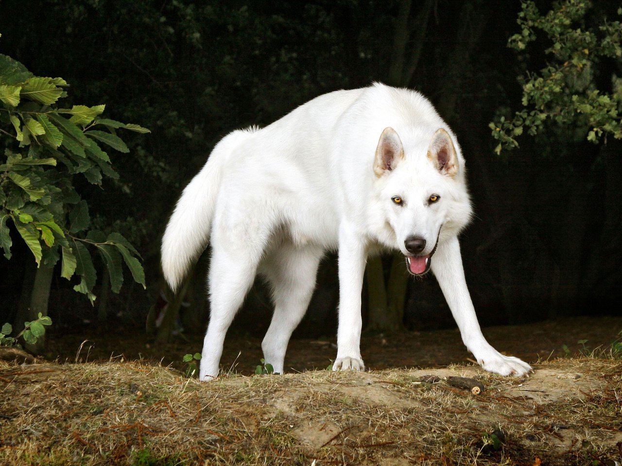 Обои деревья, белый, собака, пес, северный инуит, trees, white, dog, northern inuit разрешение 2560x1600 Загрузить