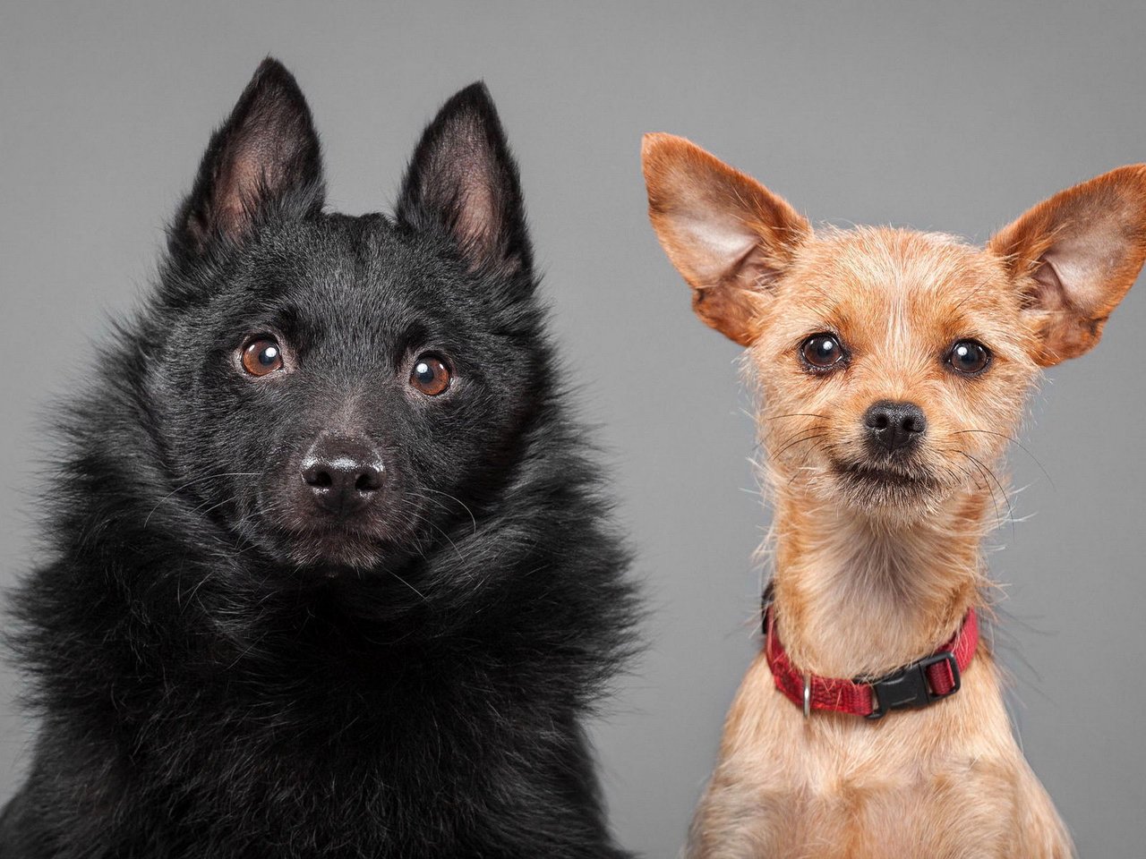 Обои взгляд, уши, ошейник, собаки, мордочки, шипперке, австралийский келпи, келпи, look, ears, collar, dogs, faces разрешение 1920x1200 Загрузить