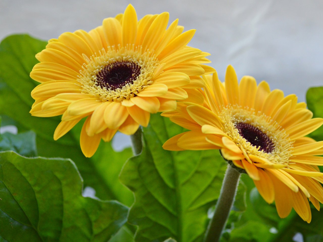 Обои цветы, листья, лепестки, желтые, герберы, flowers, leaves, petals, yellow, gerbera разрешение 2048x1362 Загрузить