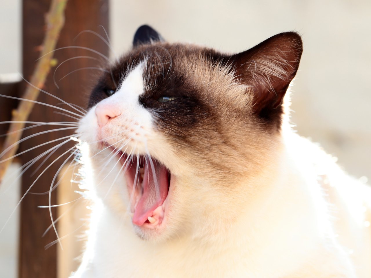 Обои фон, кот, мордочка, кошка, взгляд, зевает, сиамская, background, cat, muzzle, look, yawns, siamese разрешение 4000x2667 Загрузить