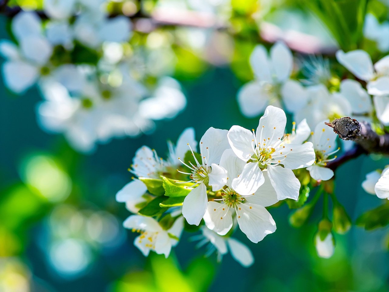 Обои природа, цветение, ветки, весна, яблоня, боке, nature, flowering, branches, spring, apple, bokeh разрешение 2560x1600 Загрузить