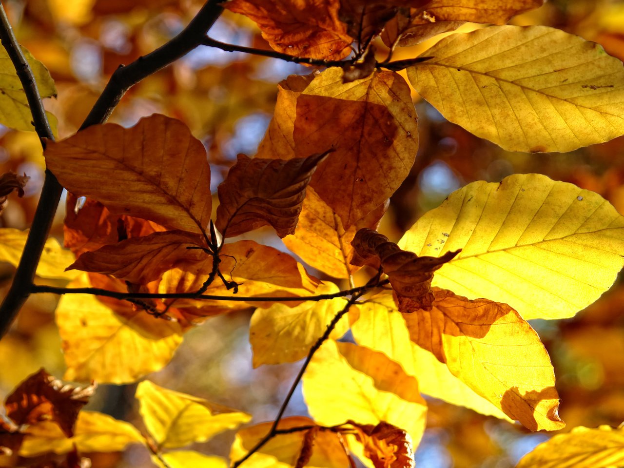 Обои природа, дерево, листья, макро, ветки, осень, nature, tree, leaves, macro, branches, autumn разрешение 1920x1200 Загрузить