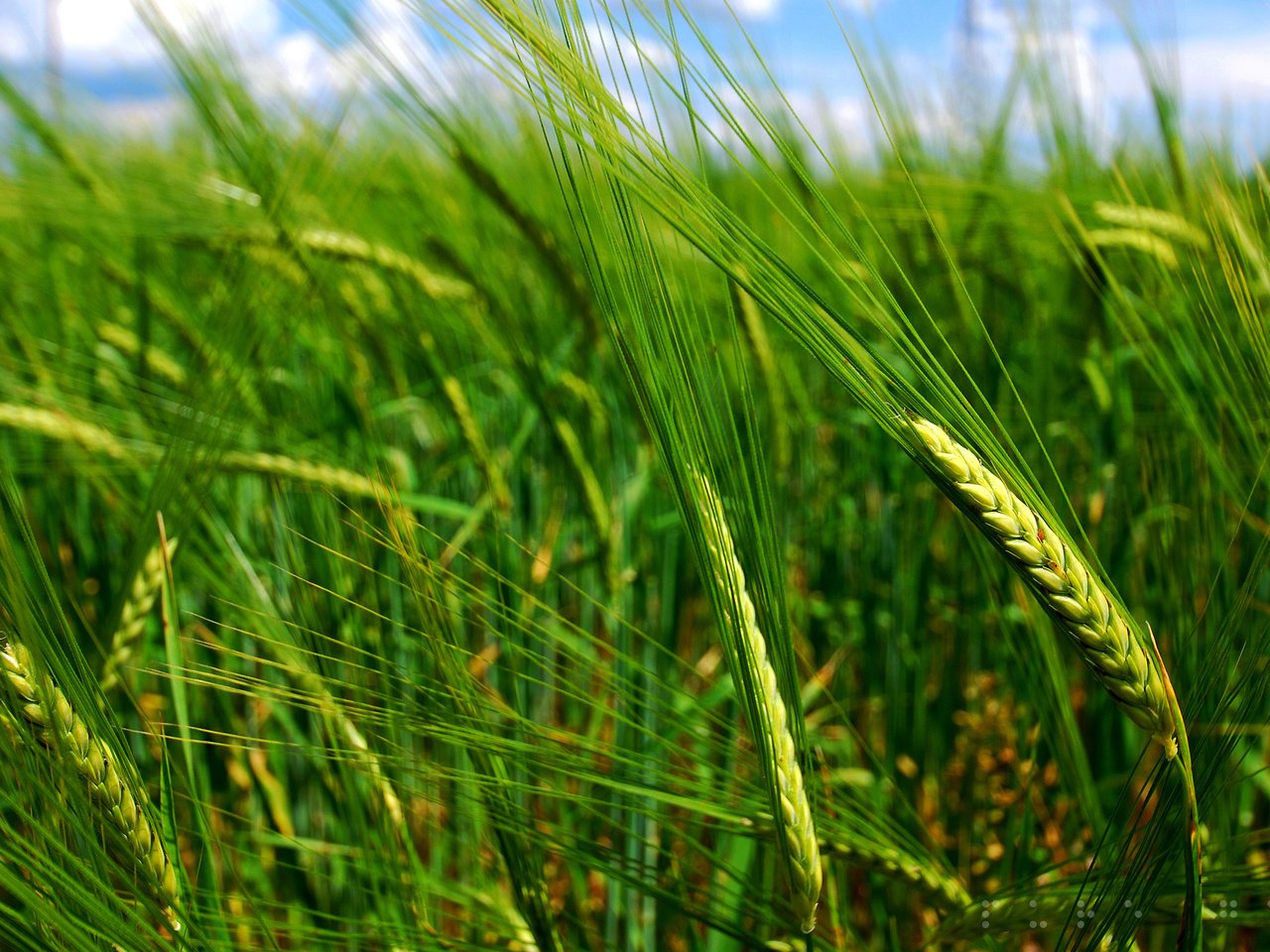 Обои природа, макро, поле, колосья, пшеница, nature, macro, field, ears, wheat разрешение 2560x1600 Загрузить