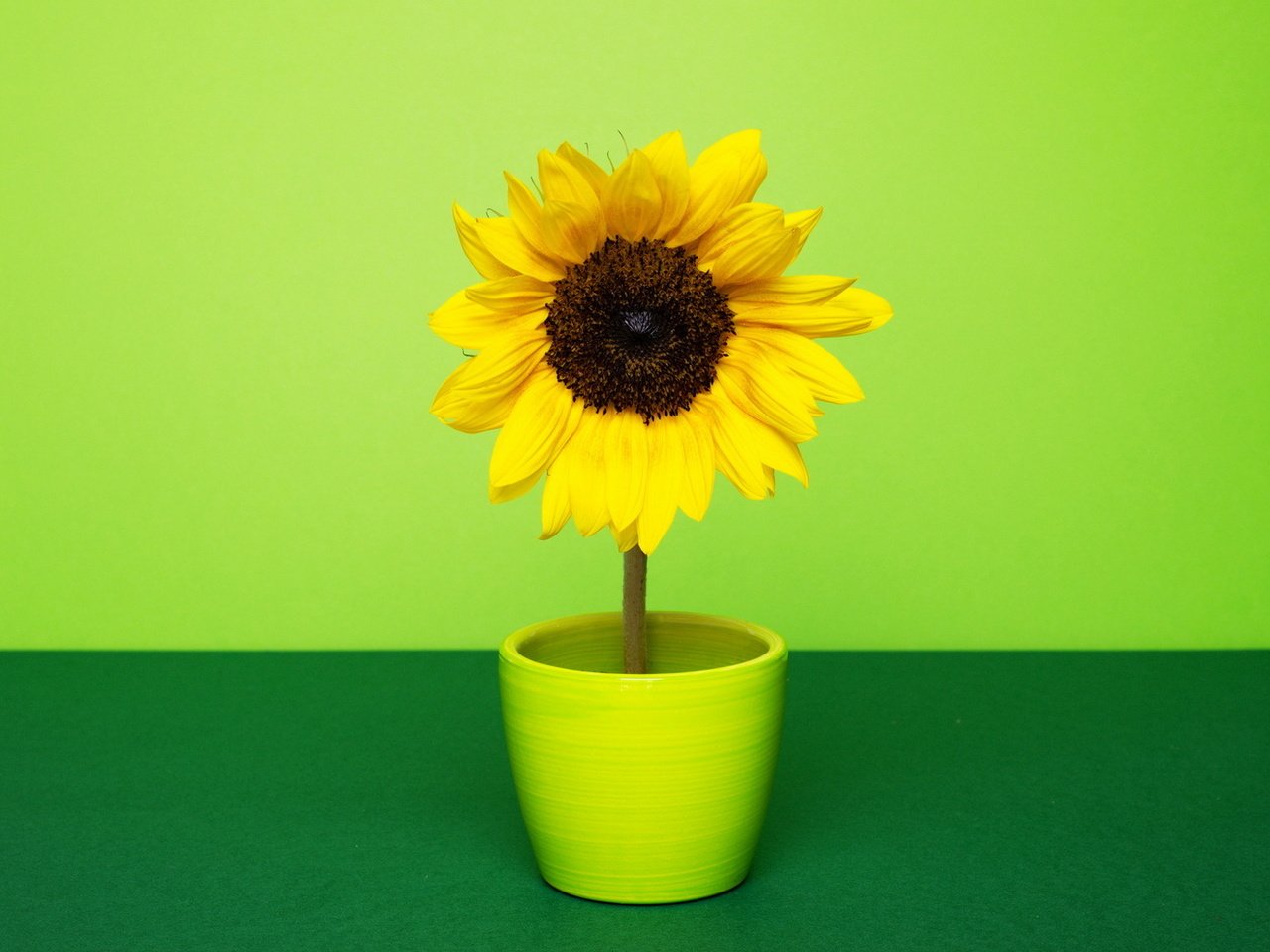 Обои желтый, зелёный, фон, цветок, лепестки, подсолнух, горшок, yellow, green, background, flower, petals, sunflower, pot разрешение 1920x1080 Загрузить