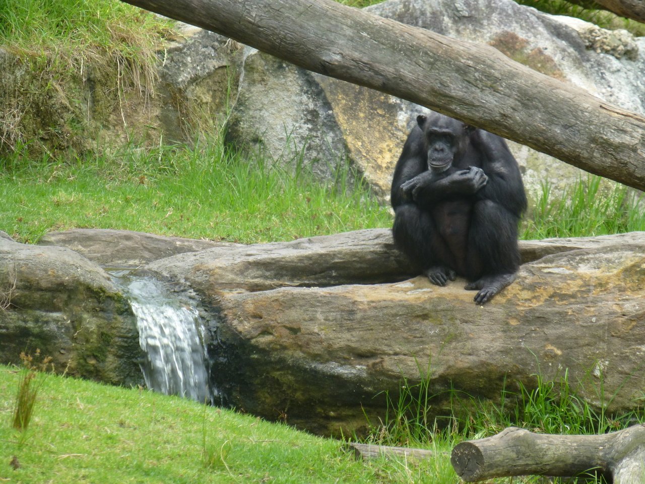 Обои трава, природа, фон, обезьяна, шимпанзе, grass, nature, background, monkey, chimpanzees разрешение 4320x3240 Загрузить