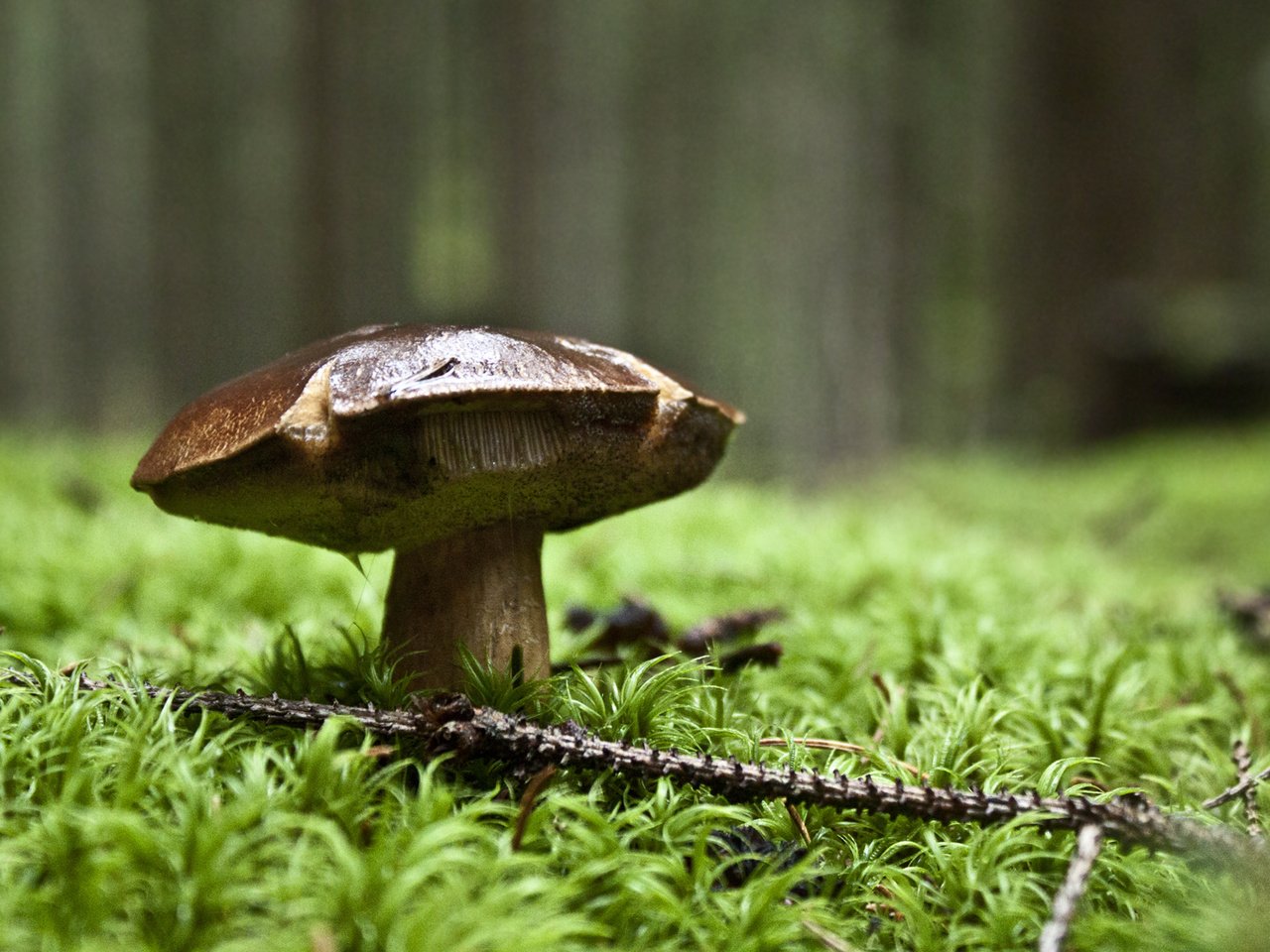 Обои природа, зелень, лес, гриб, nature, greens, forest, mushroom разрешение 1920x1200 Загрузить