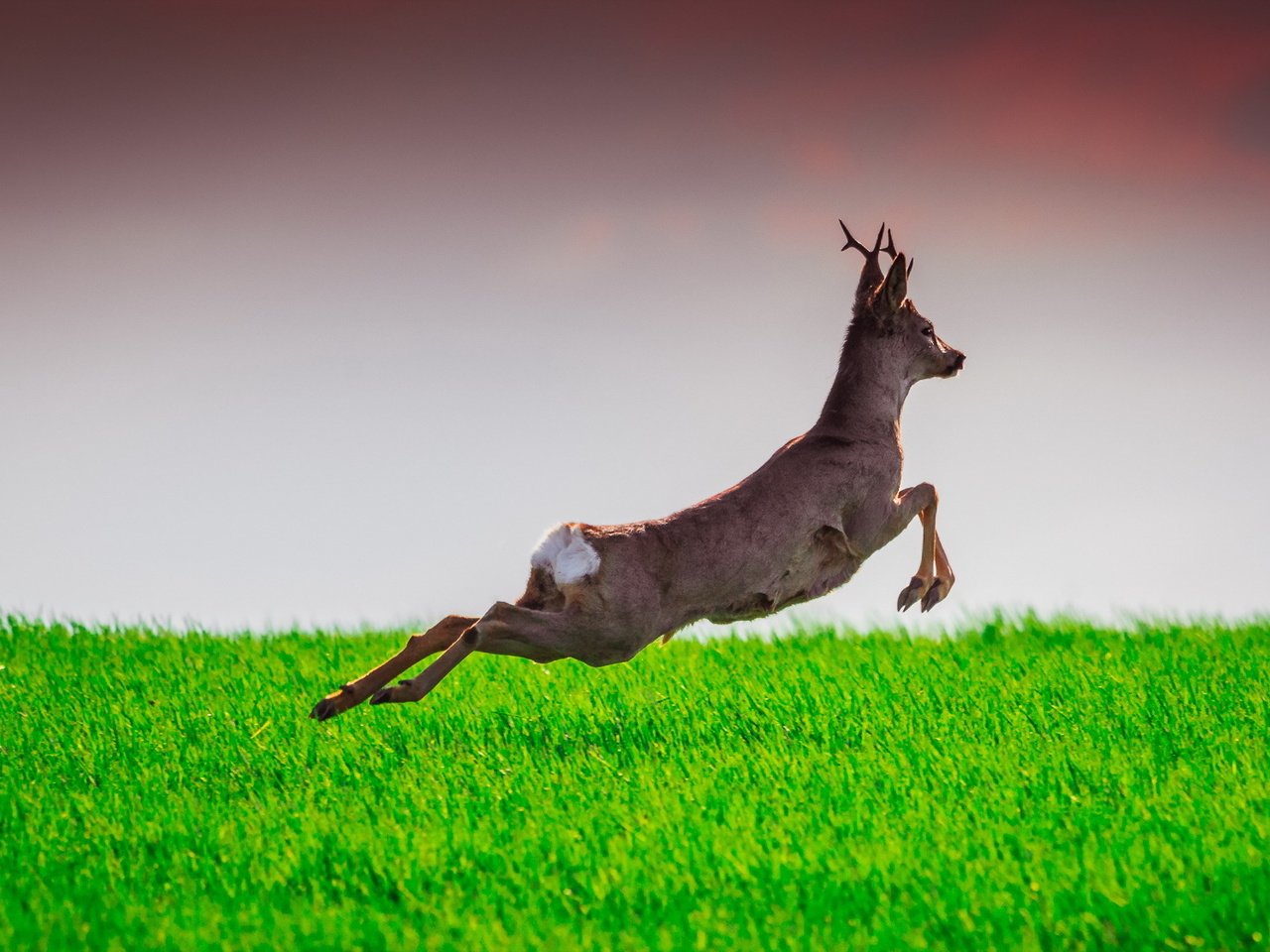 Обои трава, олень, прыжок, лань, grass, deer, jump, doe разрешение 2047x1120 Загрузить