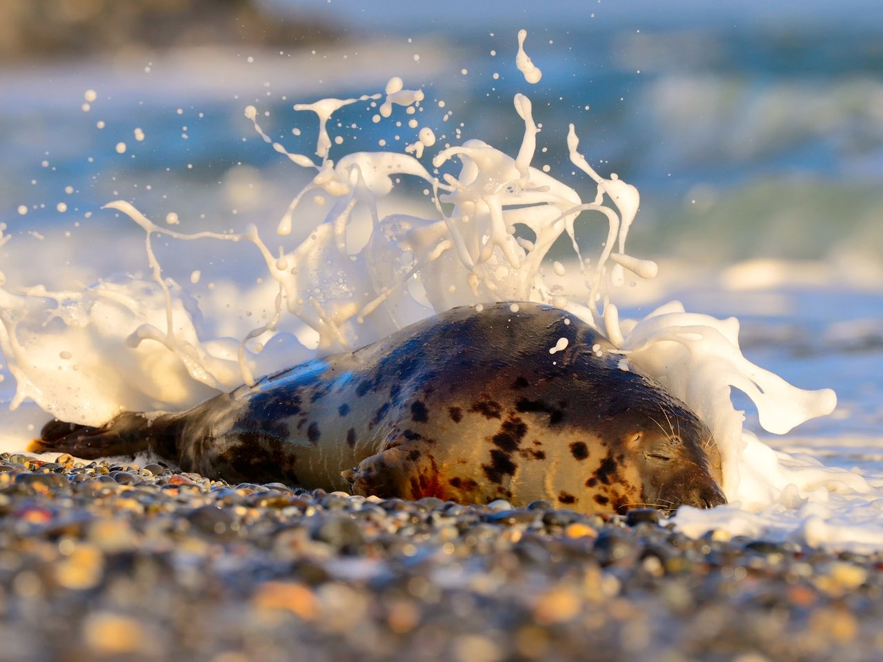 Обои камни, берег, море, животное, пена, тюлень, stones, shore, sea, animal, foam, seal разрешение 2048x1363 Загрузить