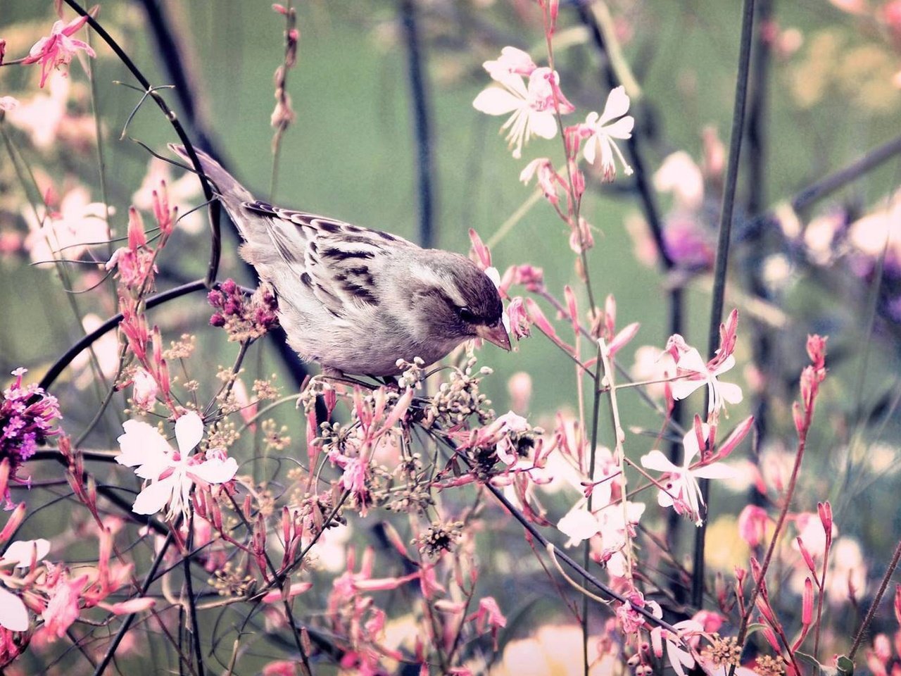 Обои цветы, ветки, крылья, птица, клюв, весна, воробей, перья, flowers, branches, wings, bird, beak, spring, sparrow, feathers разрешение 2159x1200 Загрузить