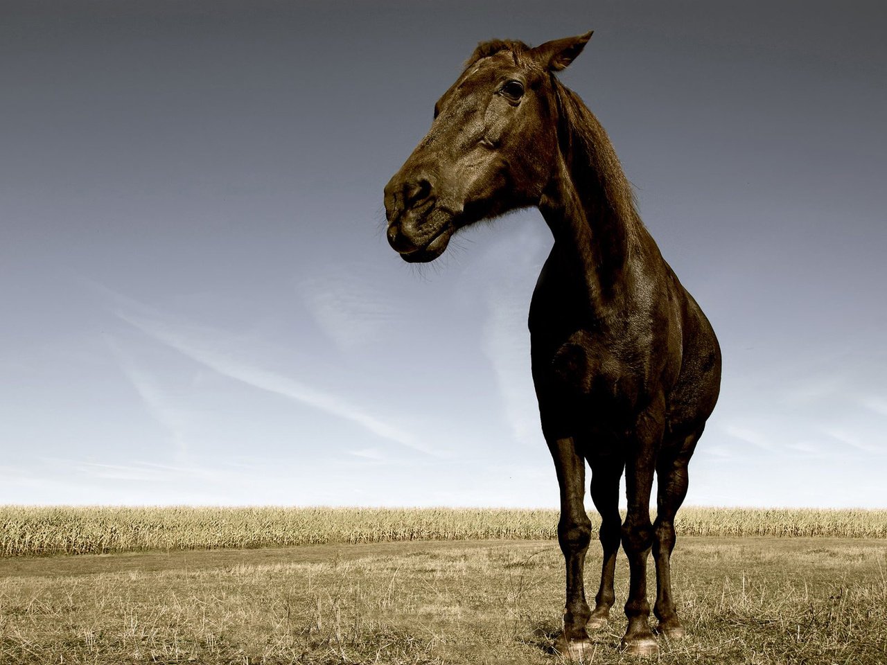 Обои морда, лошадь, трава, поле, конь, орда, жеребец, face, horse, grass, field, horde, stallion разрешение 1920x1200 Загрузить