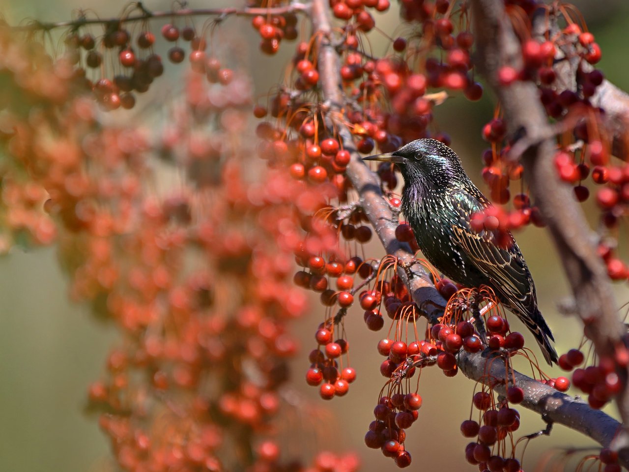 Обои природа, ветки, крылья, птица, клюв, ягоды, перья, скворец, nature, branches, wings, bird, beak, berries, feathers, starling разрешение 2048x1365 Загрузить