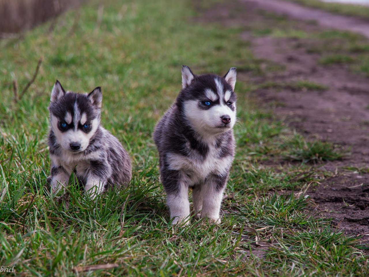 Обои трава, прогулка, хаски, щенки, собаки, grass, walk, husky, puppies, dogs разрешение 1920x1200 Загрузить