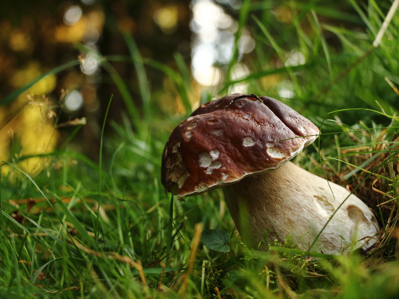 Обои трава, природа, лес, белый, гриб, grass, nature, forest, white, mushroom разрешение 2048x1365 Загрузить