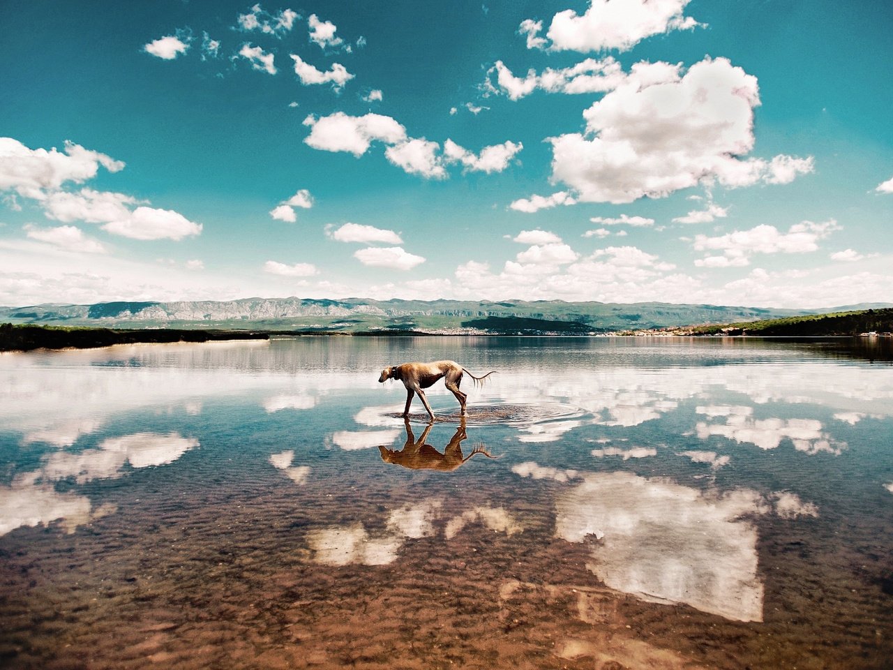 Обои небо, облака, вода, берег, собака, eugenio frasca, the sky, clouds, water, shore, dog разрешение 2048x1351 Загрузить