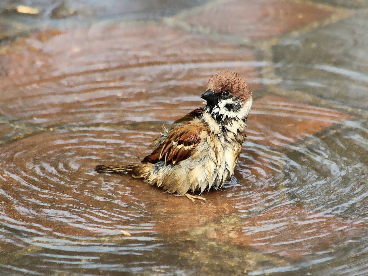 Обои вода, птица, воробей, купание, лужа, мокрый, water, bird, sparrow, bathing, puddle, wet разрешение 2048x1260 Загрузить