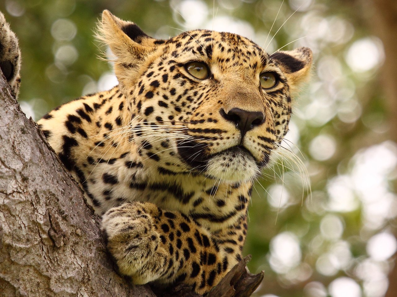 Обои хищник, большая кошка, ягуар, predator, big cat, jaguar разрешение 2880x1800 Загрузить