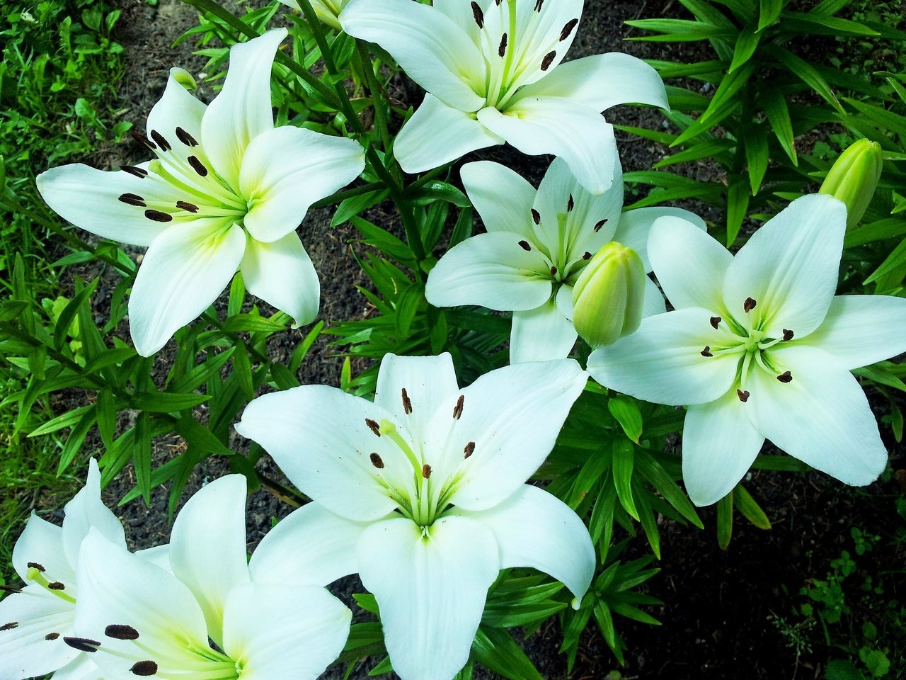 Обои цветы, макро, лепестки, белые, лилии, flowers, macro, petals, white, lily разрешение 3264x2448 Загрузить