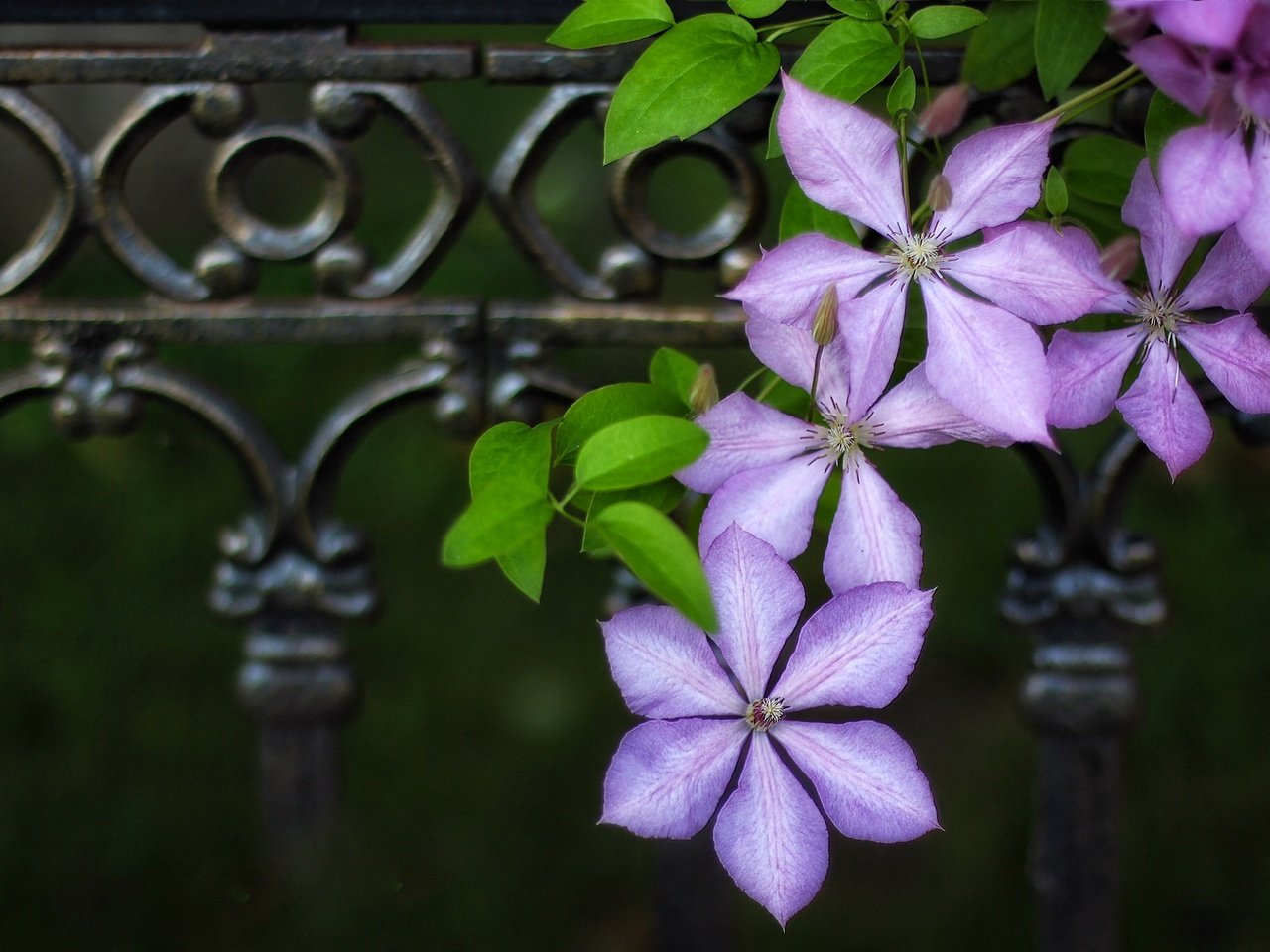 Обои цветы, макро, забор, ограда, клематис, ломонос, flowers, macro, the fence, fence, clematis разрешение 2048x1366 Загрузить