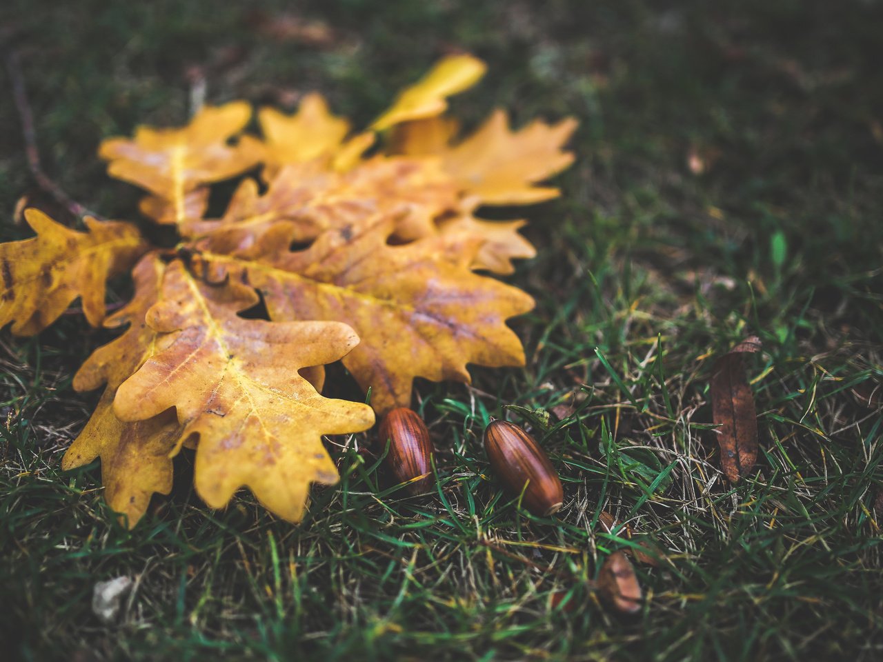 листья дуба осенью фото