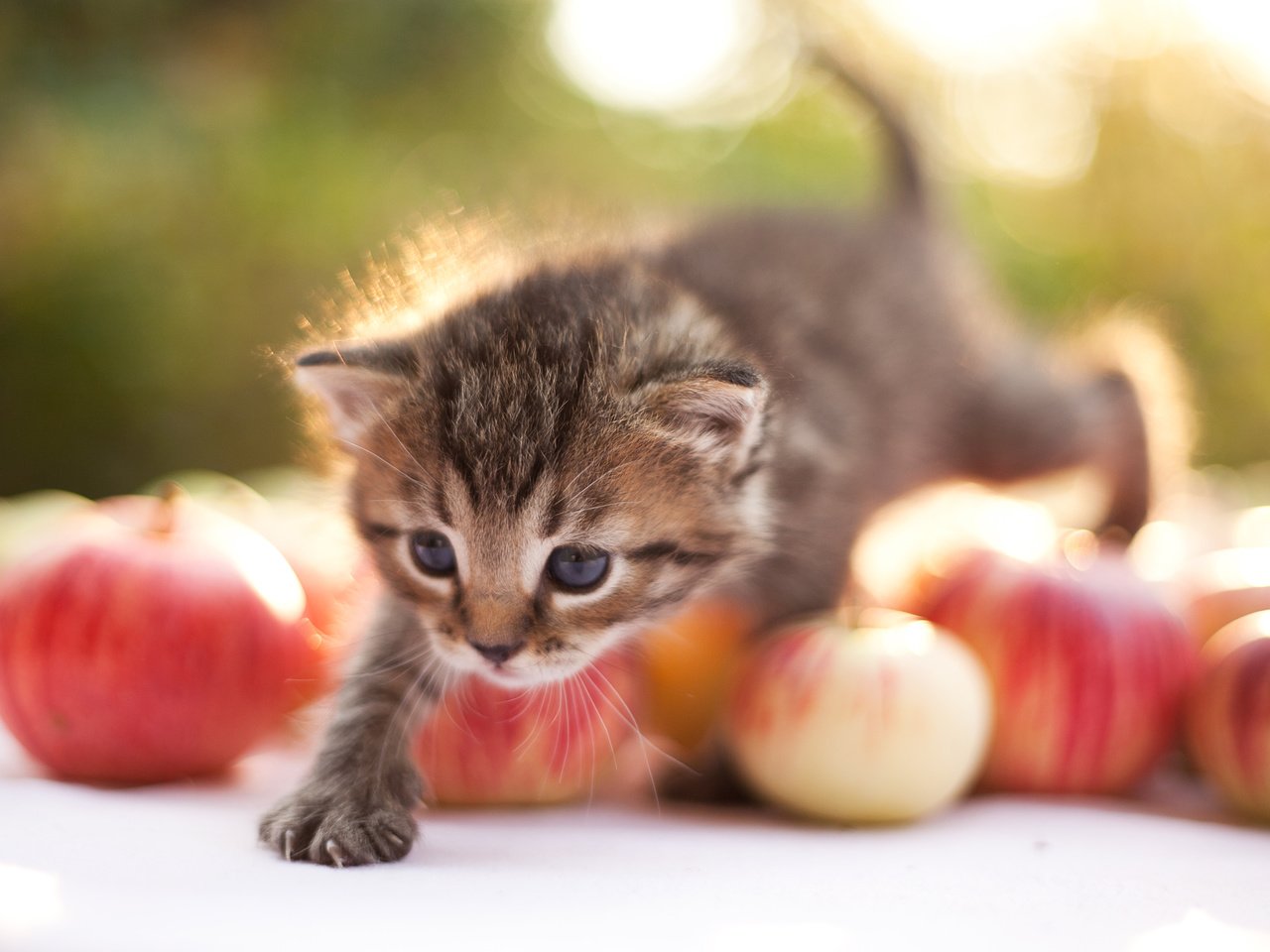 Обои яблоки, кошка, котенок, шагает, apples, cat, kitty, steps разрешение 3543x2362 Загрузить