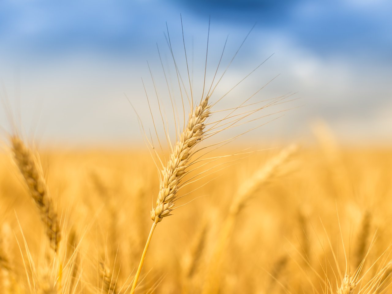 Обои небо, природа, поле, лето, колосья, пшеница, the sky, nature, field, summer, ears, wheat разрешение 5472x3648 Загрузить